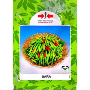 Benih Cili Kecil Bara East-West - ( 20g )