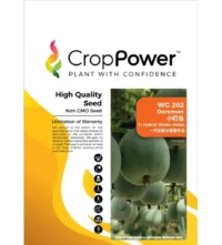 Benih Kundur WG202 Doremon F1 Hybrid Winter Melon Crop Power - ( 20g )