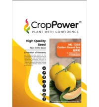Benih Golden Melon ML1388 Golden Sweet Sea F1 Hybrid Melon Crop Power - ( 500 seeds )