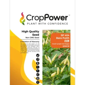 Benih Cili Bara Kampung SP404 Bara Putih Small Upright Hot Pepper Crop Power - ( 10g )