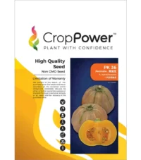 Benih Labu PK36 Permata F1 Hybrid Pumpkin Crop Power - ( 20g )