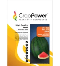 Benih Tembikai Merah WM968 Best Asia F1 Hybrid Seedless Watermelon Crop Power - ( 20g )